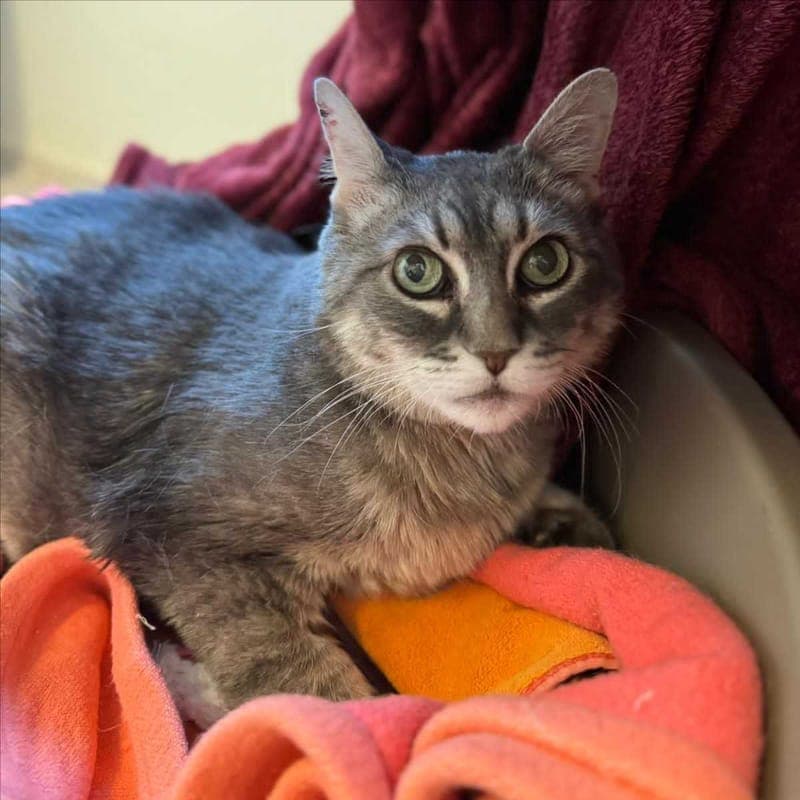 MIMIKA - Katze zur Adoption aus Tierheim München