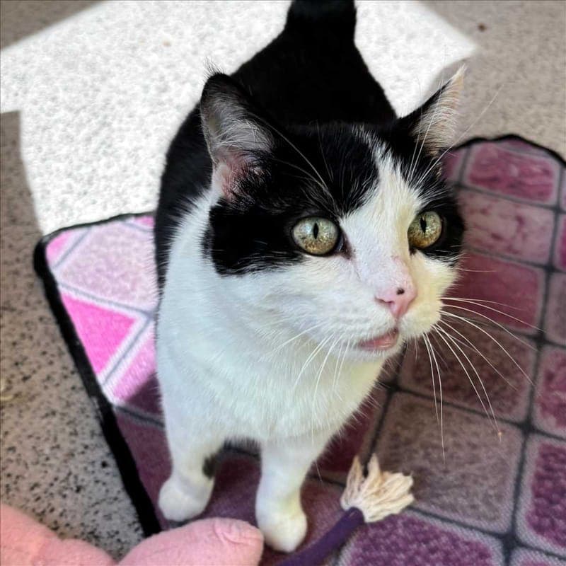 MIU-MIU - Katze zur Adoption aus Tierheim München