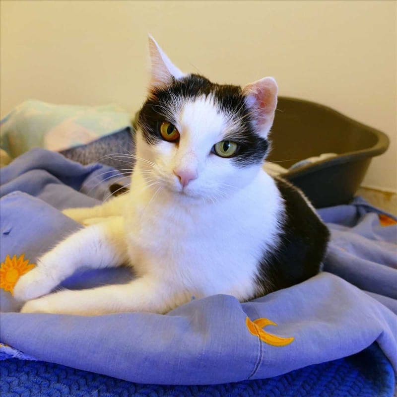MOLLY - Katze zur Adoption aus Tierheim München
