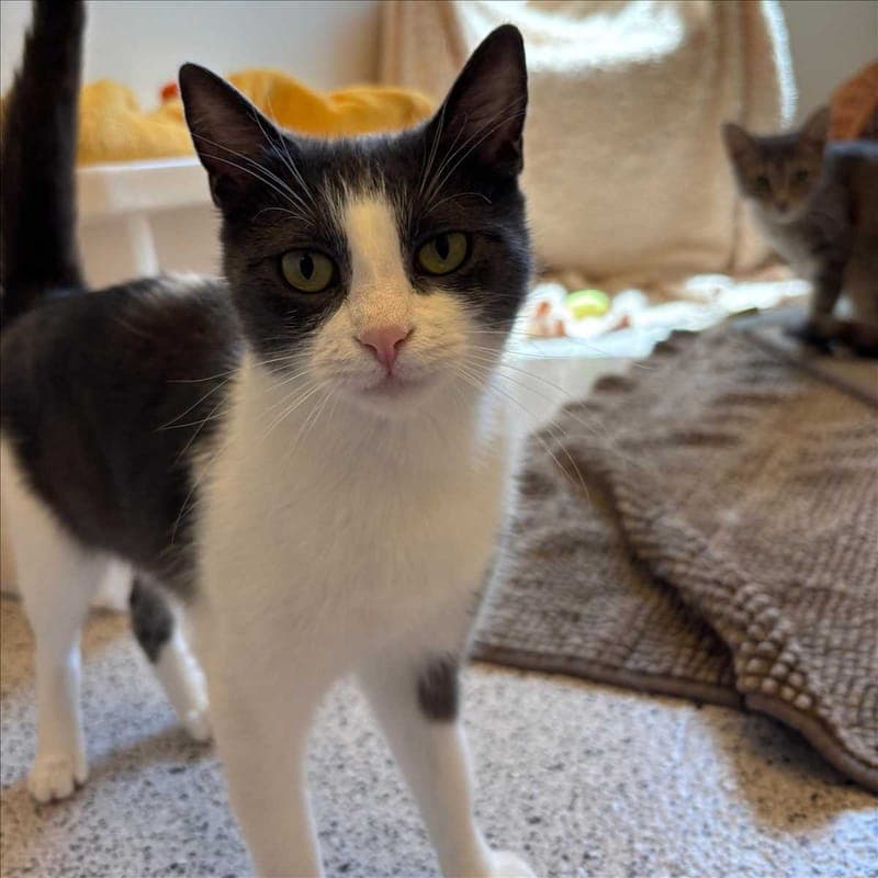 MONI - Katze zur Adoption aus Tierheim München