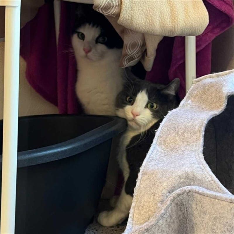 MORITZ - Katze zur Adoption aus Tierheim München