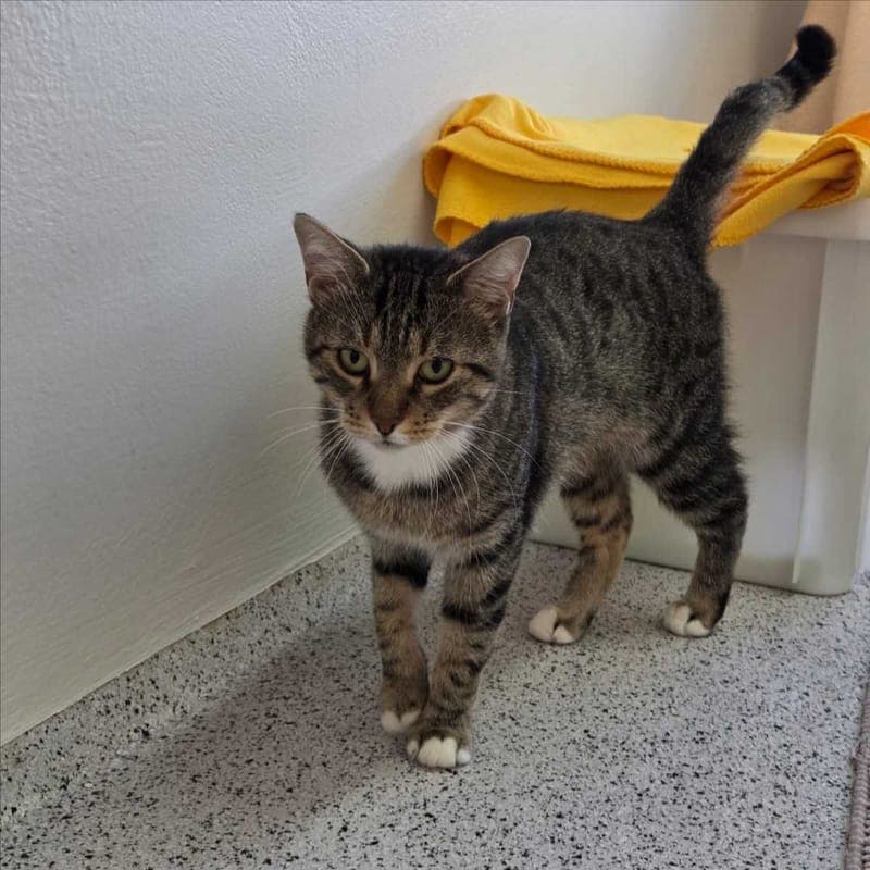 MUFASA - Katze zur Adoption aus Tierheim München