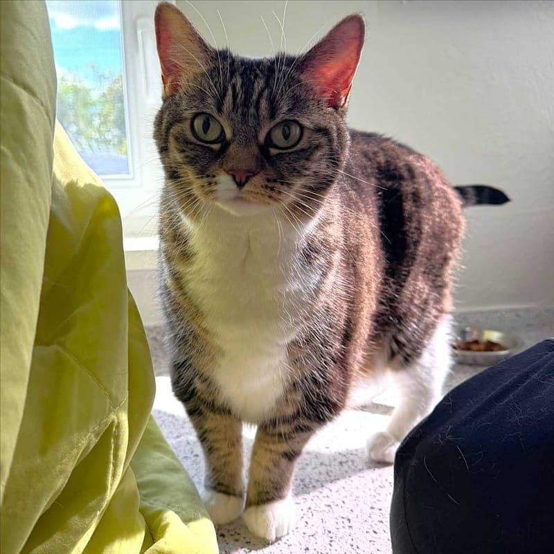 NALA - Katze zur Adoption aus Tierheim München