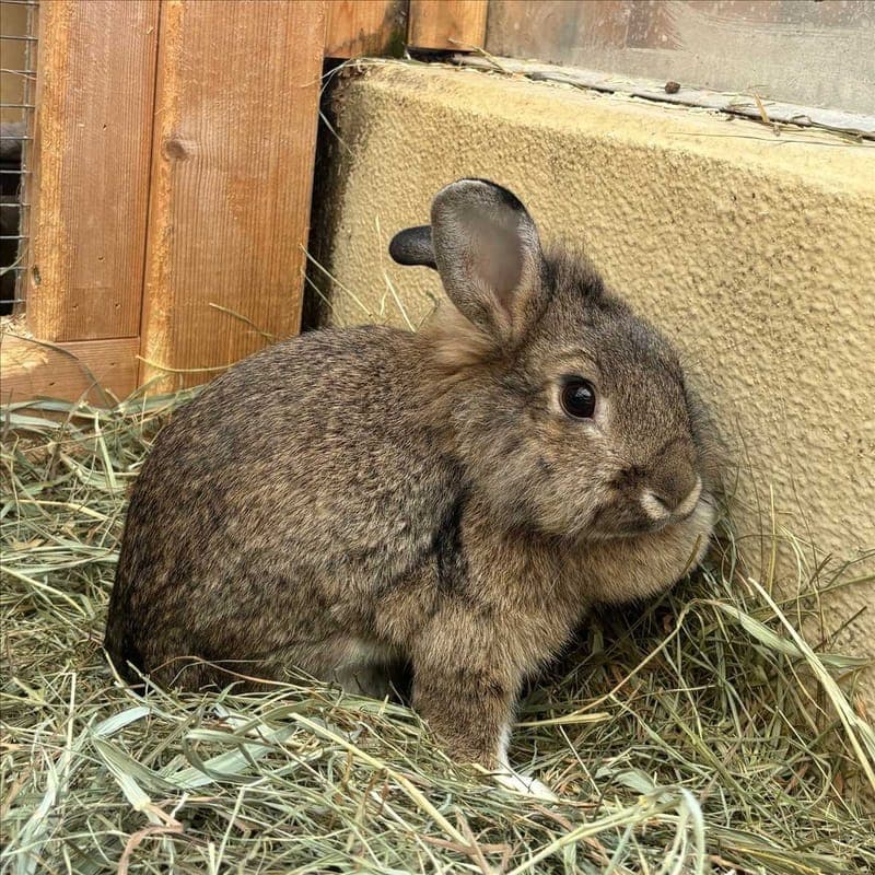NANNA - Kleintier zur Adoption aus Tierheim München