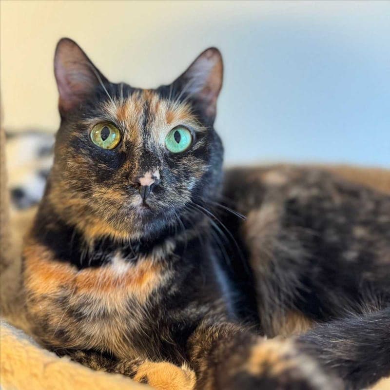 NANNI - Katze zur Adoption aus Tierheim München