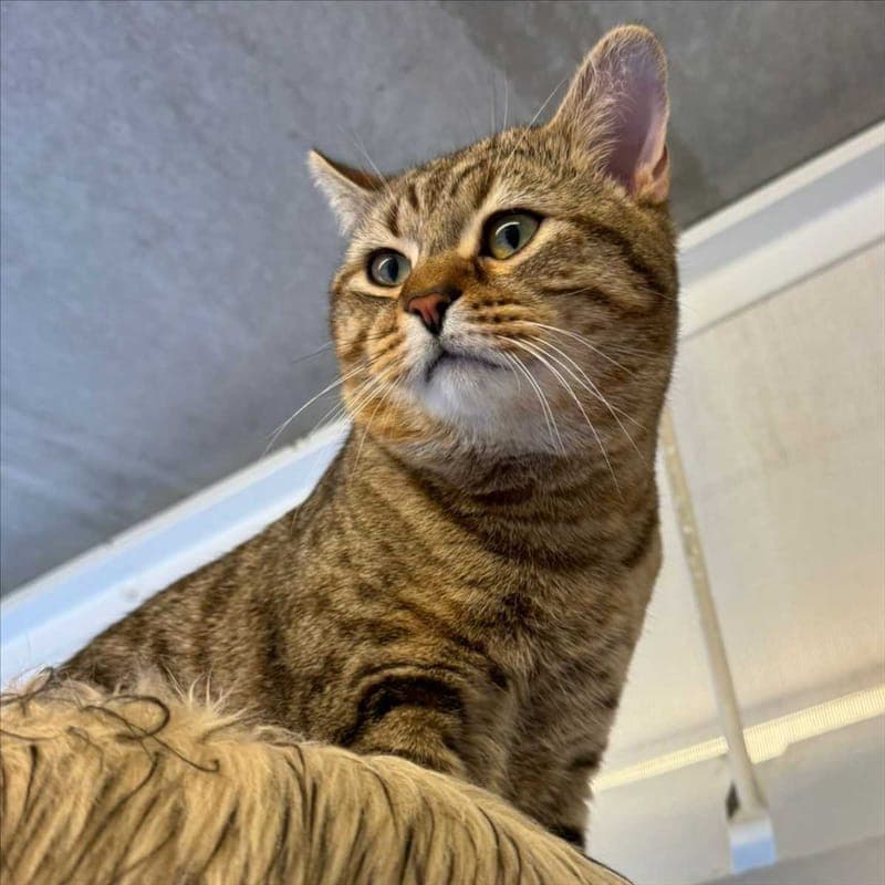 NILO - Katze zur Adoption aus Tierheim München