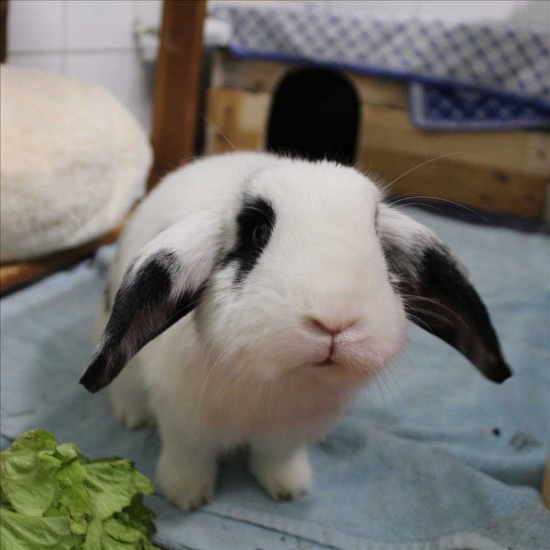 NILS - Kleintier zur Adoption aus Tierheim München