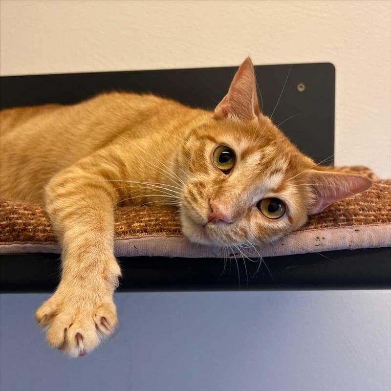 OBELIX - Katze zur Adoption aus Tierheim München