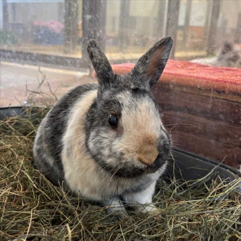 OTTO - Kleintier zur Adoption aus Tierheim München