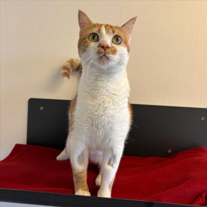 PAMI - Katze zur Adoption aus Tierheim München