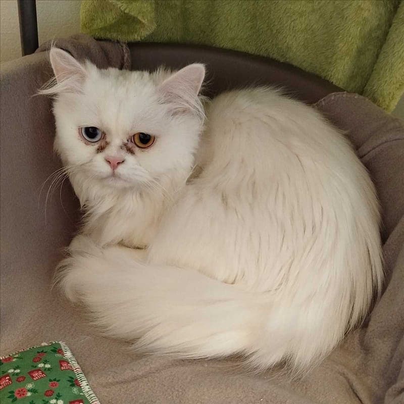 PAMUK - Katze zur Adoption aus Tierheim München