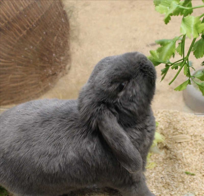 PAUL - Kleintier zur Adoption aus Tierheim München
