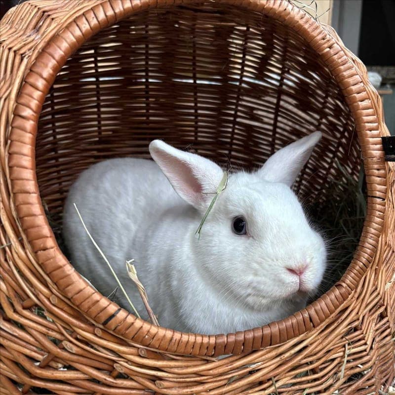 PETER PAN - Kleintier zur Adoption aus Tierheim München