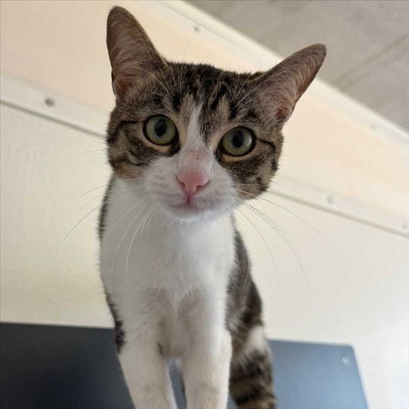 PLASTIKA - Katze zur Adoption aus Tierheim München