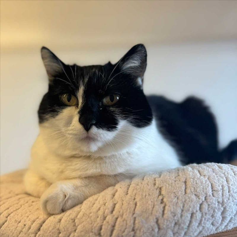 POPPY - Katze zur Adoption aus Tierheim München