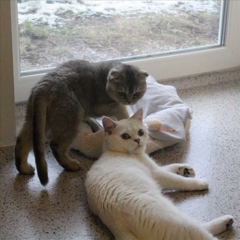 RAFFAELO - Katze zur Adoption aus Tierheim München