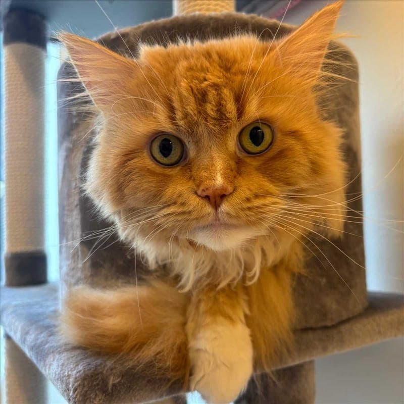 RICKY - Katze zur Adoption aus Tierheim München