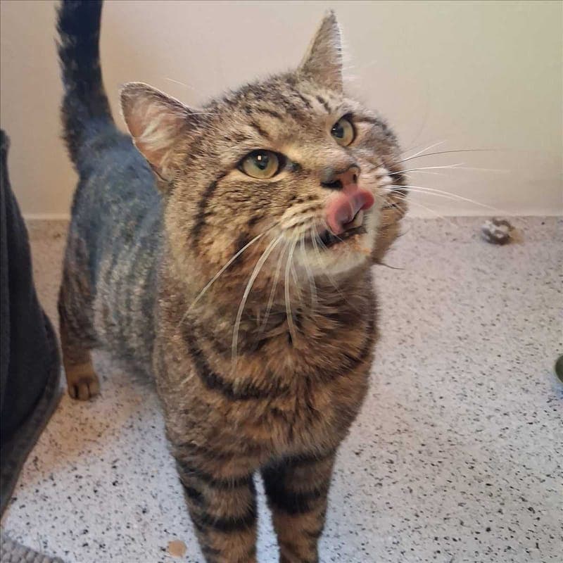 RIGOLETTO - Katze zur Adoption aus Tierheim München