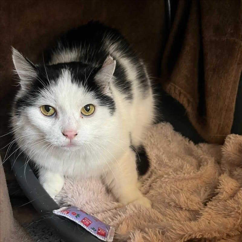 SASSI - Katze zur Adoption aus Tierheim München
