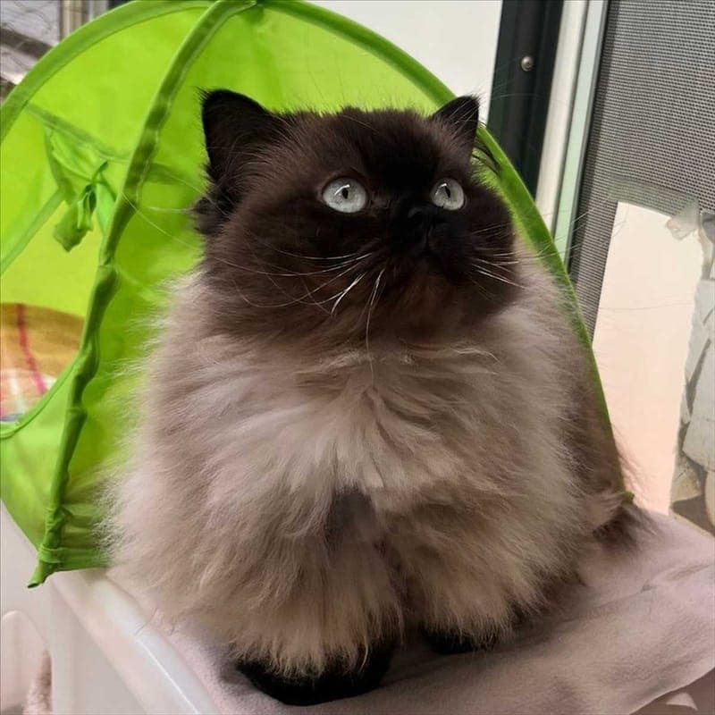 SCHNECKERL - Katze zur Adoption aus Tierheim München