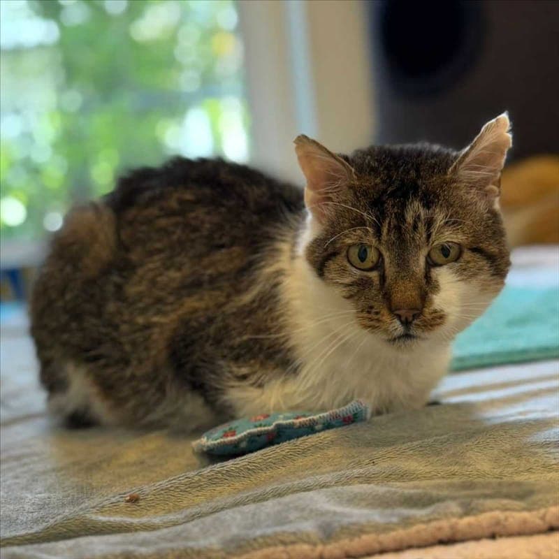 SCROOGE - Katze zur Adoption aus Tierheim München