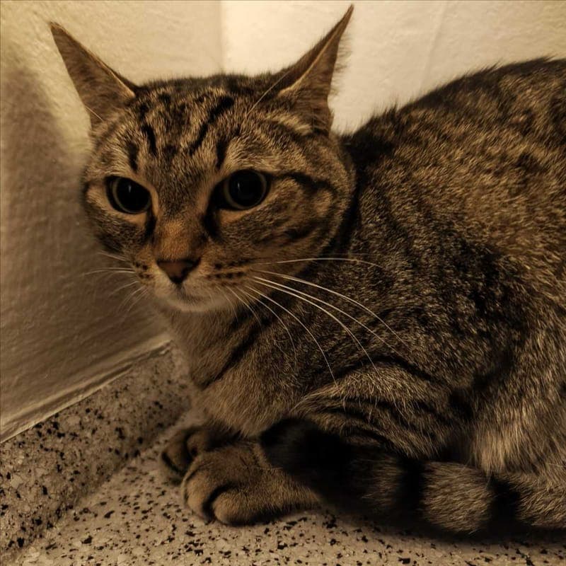 SIMBALA - Katze zur Adoption aus Tierheim München