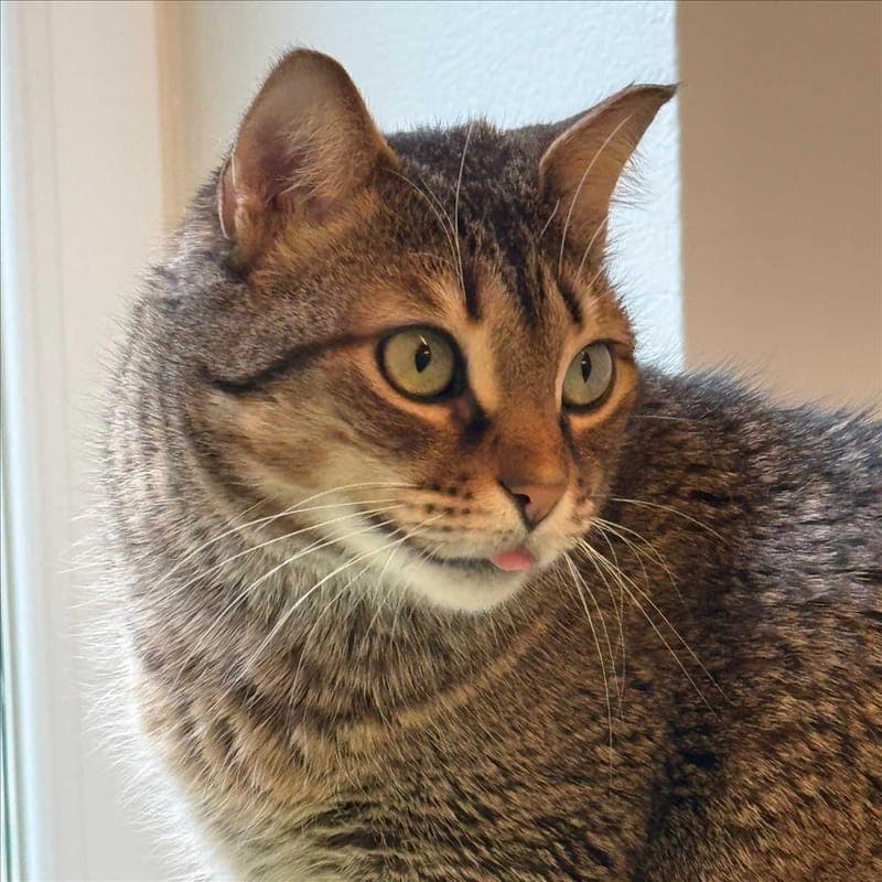 SUCUK - Katze zur Adoption aus Tierheim München