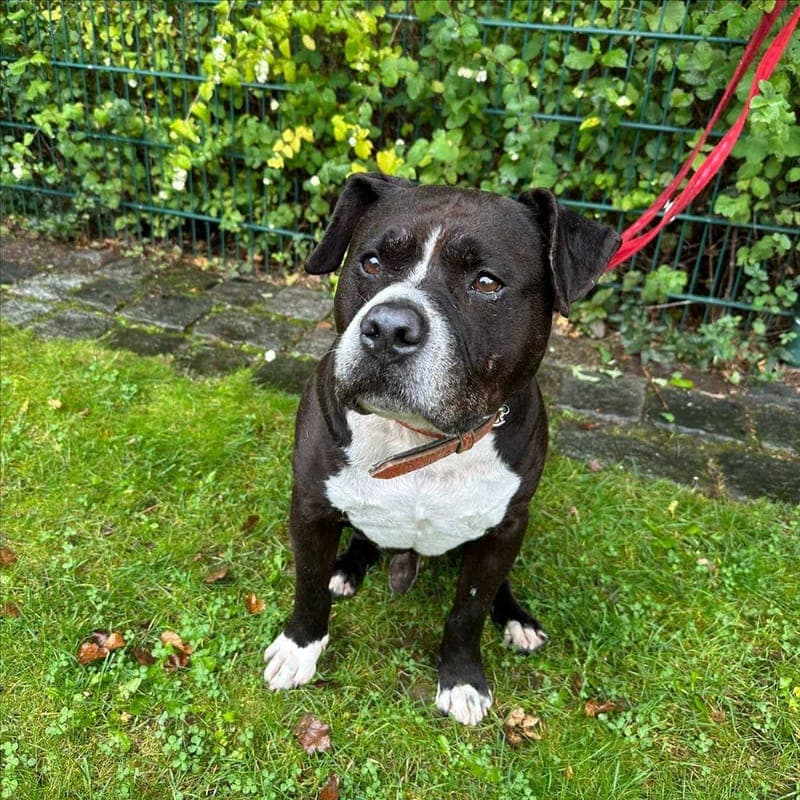 BERO - Hund zur Adoption aus Tierschutzverein München e.V.