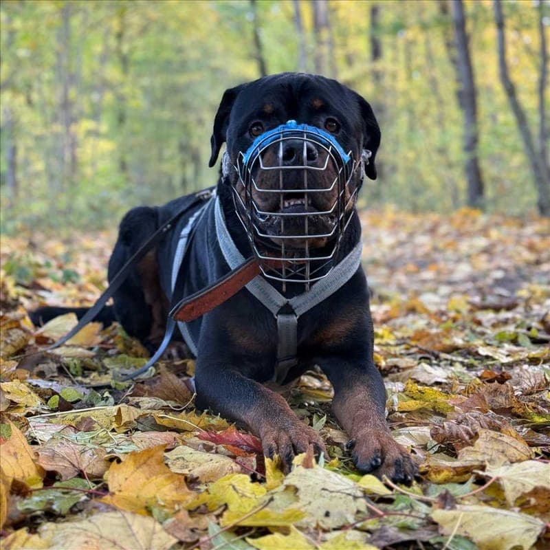 CHICCO - Hund zur Adoption aus Tierschutzverein München e.V.