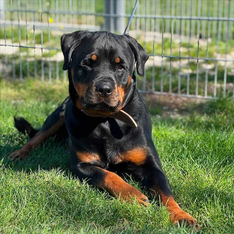 EDDY - Hund zur Adoption aus Tierschutzverein München e.V.