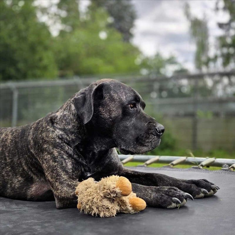 EL GIRO - Hund zur Adoption aus Tierschutzverein München e.V.