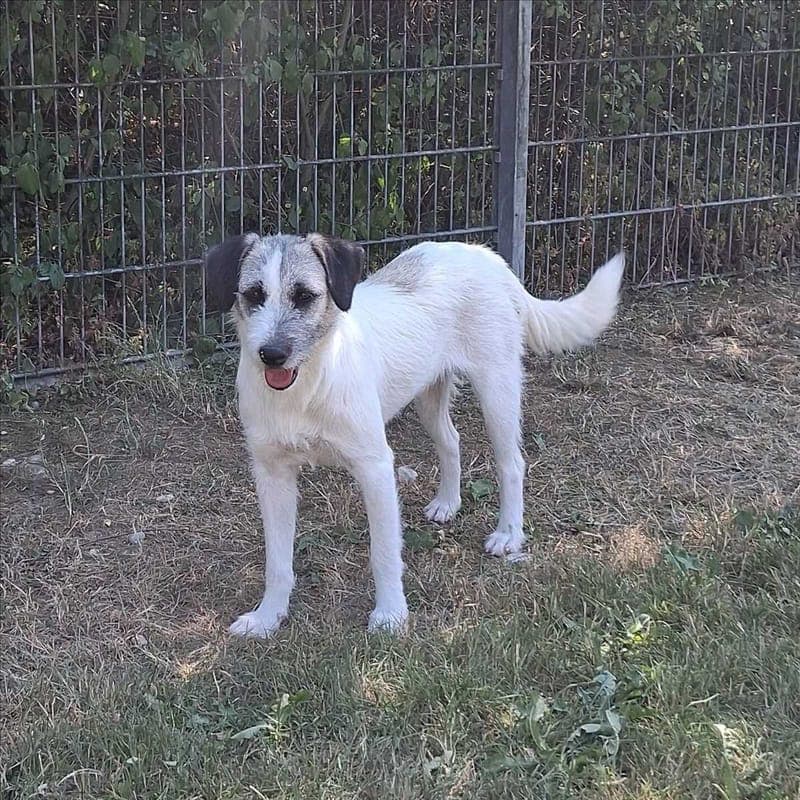 LILO - Hund zur Adoption aus Tierschutzverein München e.V.