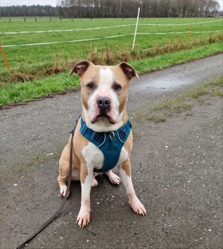 LUCKY - Hund zur Adoption aus Tierschutzverein München e.V.