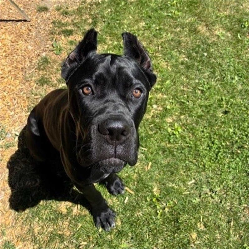 MERLIN - Hund zur Adoption aus Tierschutzverein München e.V.