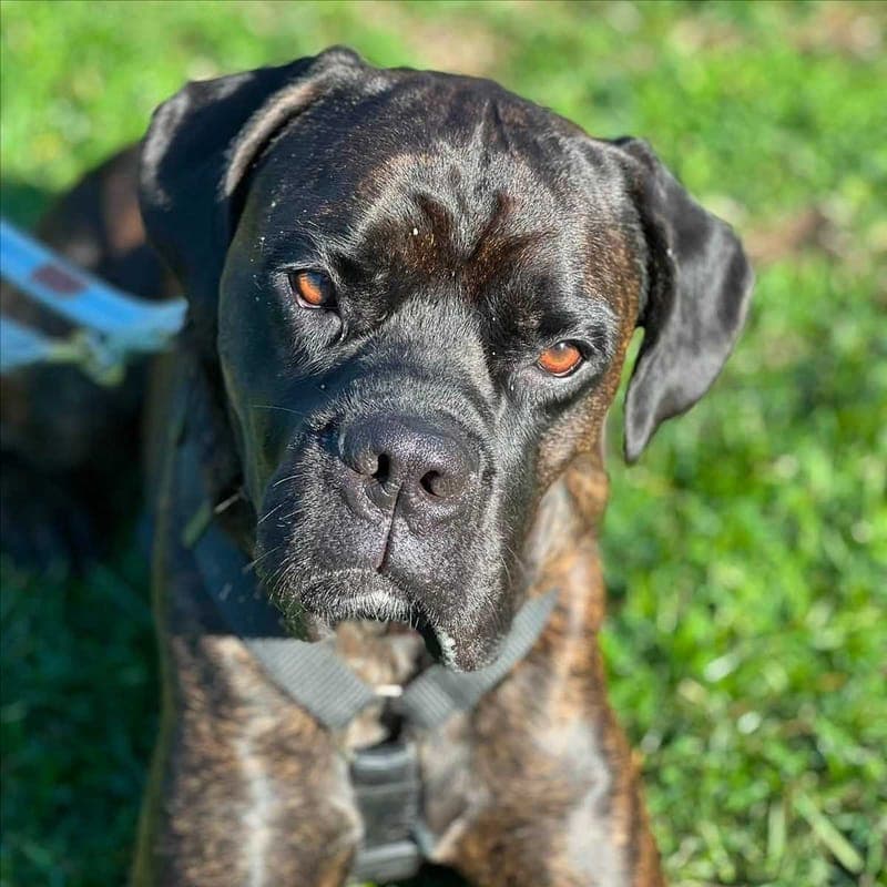 MIRO - Hund zur Adoption aus Tierschutzverein München e.V.