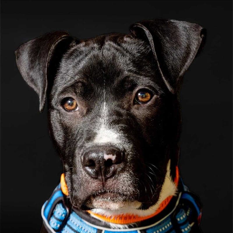 MONACO - Hund zur Adoption aus Tierschutzverein München e.V.