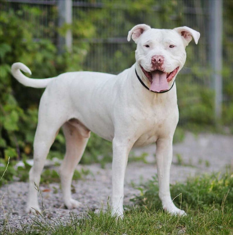 ROCKET - Hund zur Adoption aus Tierschutzverein München e.V.