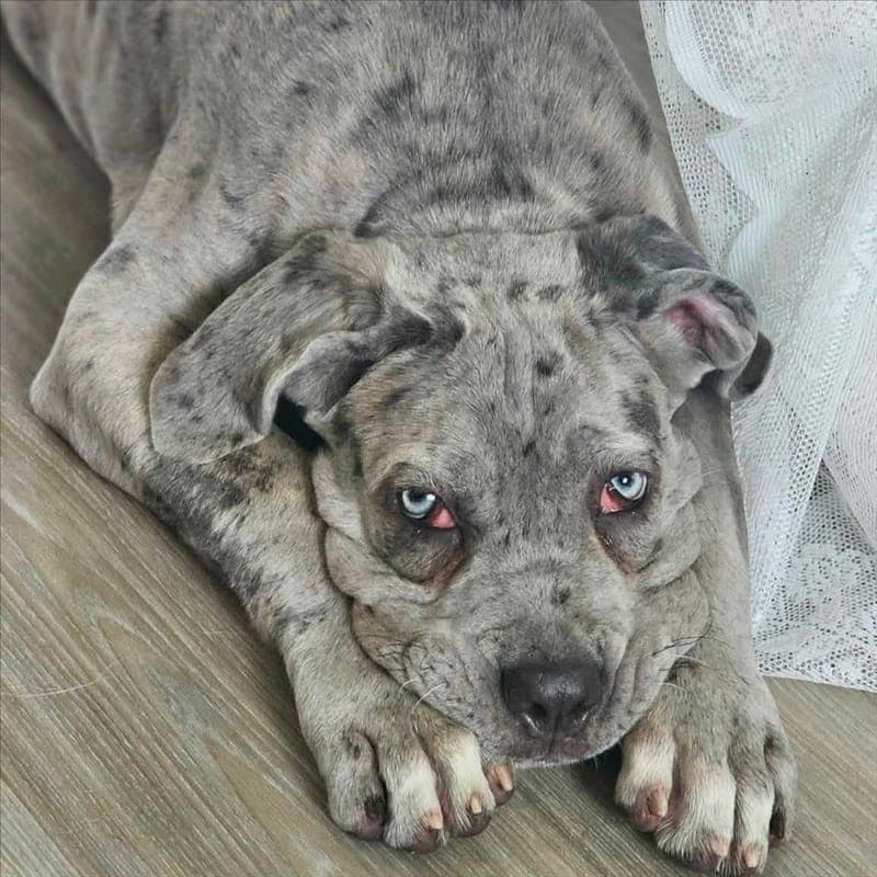 SHIR KHAN - Hund zur Adoption aus Tierschutzverein München e.V.