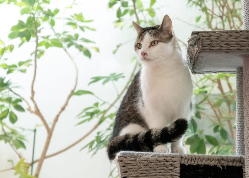 Al Capone - Katze zur Adoption aus Tierheim Nürnberg
