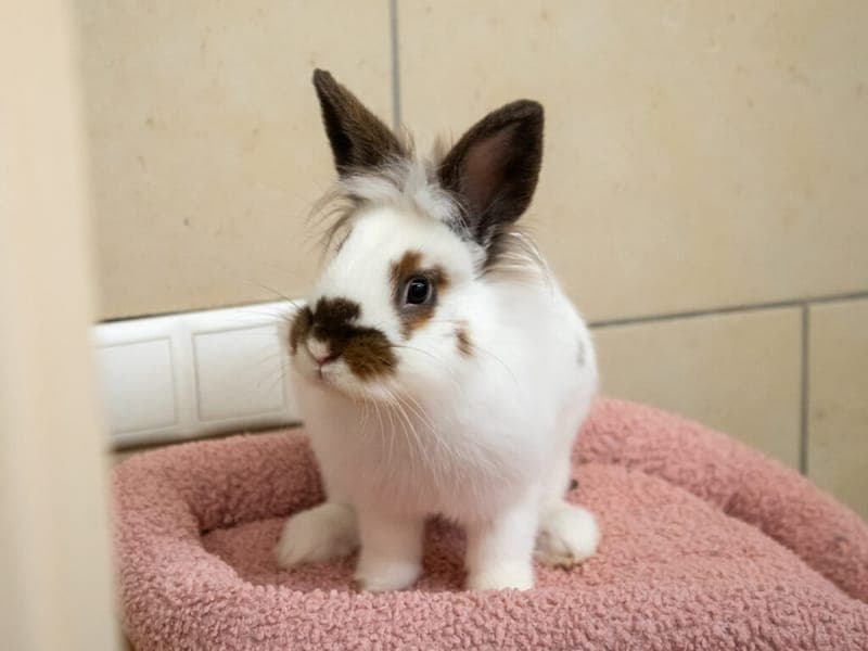 Bara - Kleintier zur Adoption aus Tierheim Nürnberg