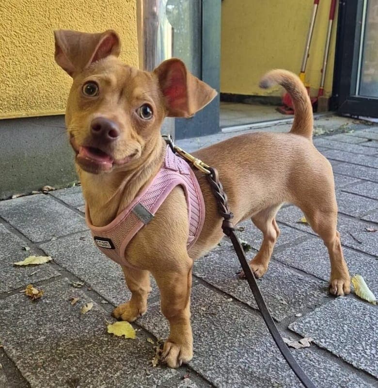 Bella - Hund zur Adoption aus Tierheim Nürnberg