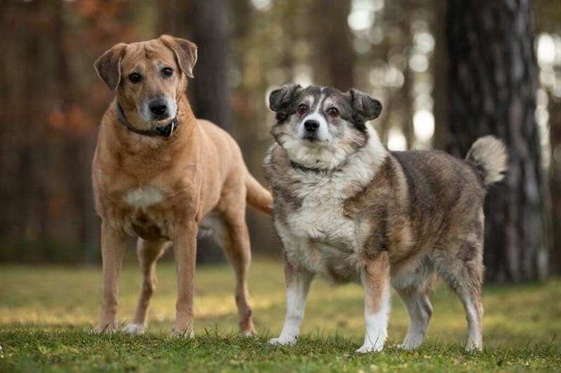 Benny und Sandy - Hund zur Adoption aus Tierheim Nürnberg