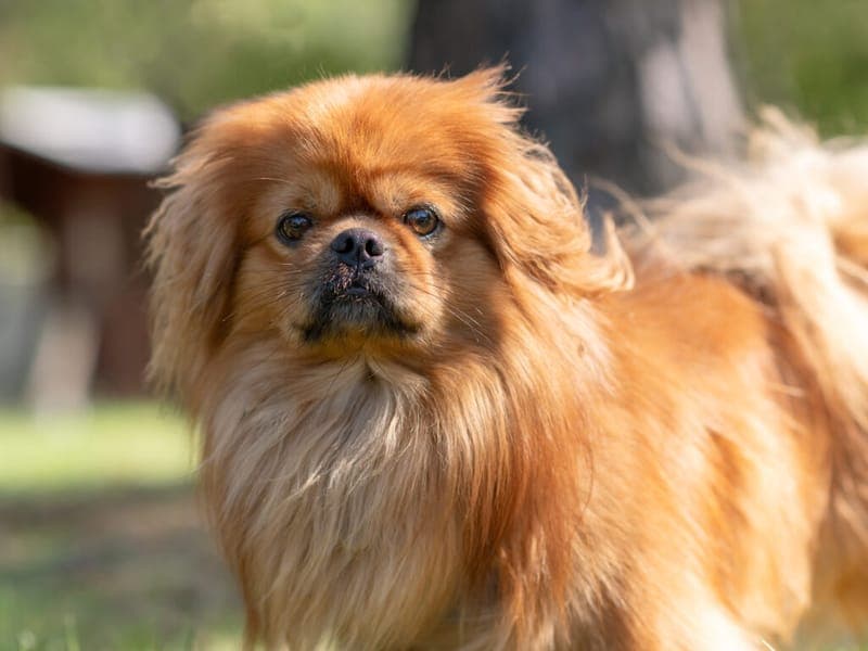 Bobby - Hund zur Adoption aus Tierheim Nürnberg