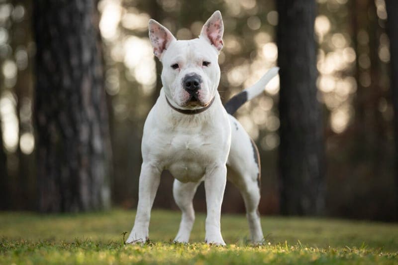 Bubbles - Hund zur Adoption aus Tierheim Nürnberg