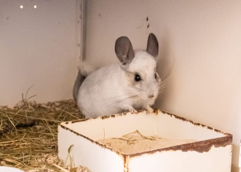 Calido - Kleintier zur Adoption aus Tierheim Nürnberg