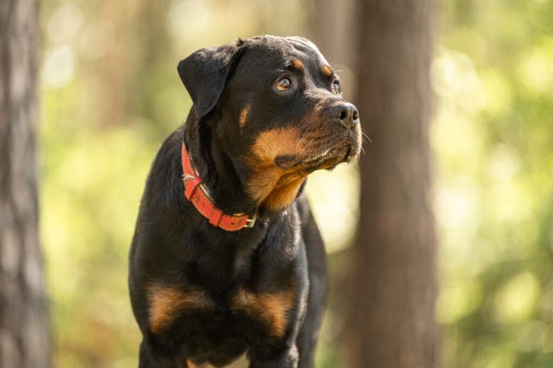 Cara - Hund zur Adoption aus Tierheim Nürnberg