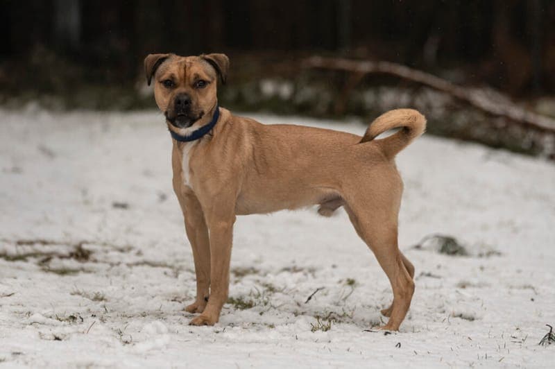 Charlie - Hund zur Adoption aus Tierheim Nürnberg