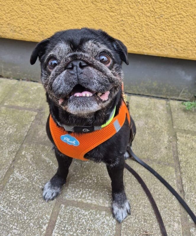 Coco - Hund zur Adoption aus Tierheim Nürnberg