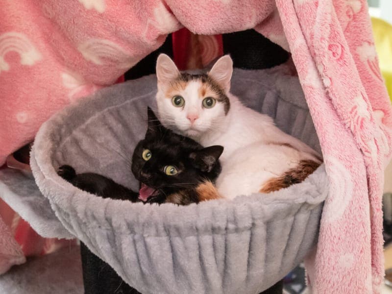 Cosmo und Luna - Katze zur Adoption aus Tierheim Nürnberg