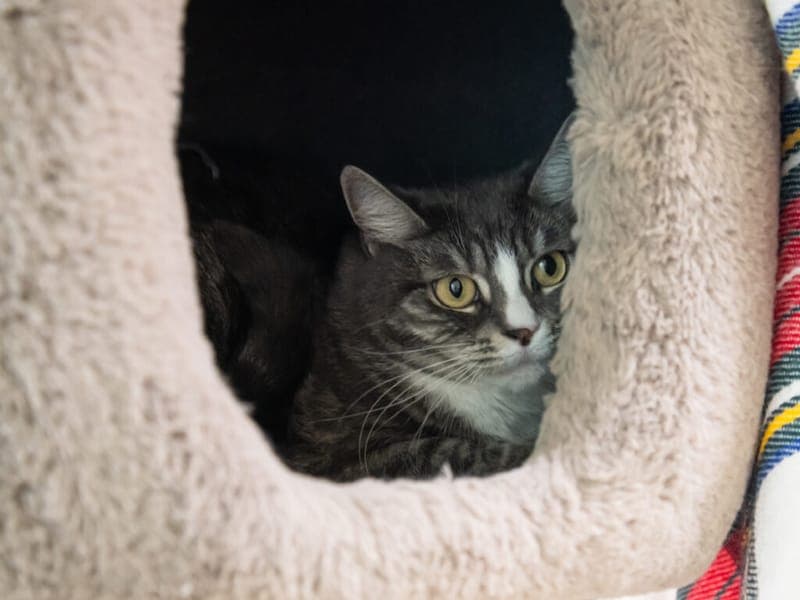 Croissant und Bisquit - Katze zur Adoption aus Tierheim Nürnberg